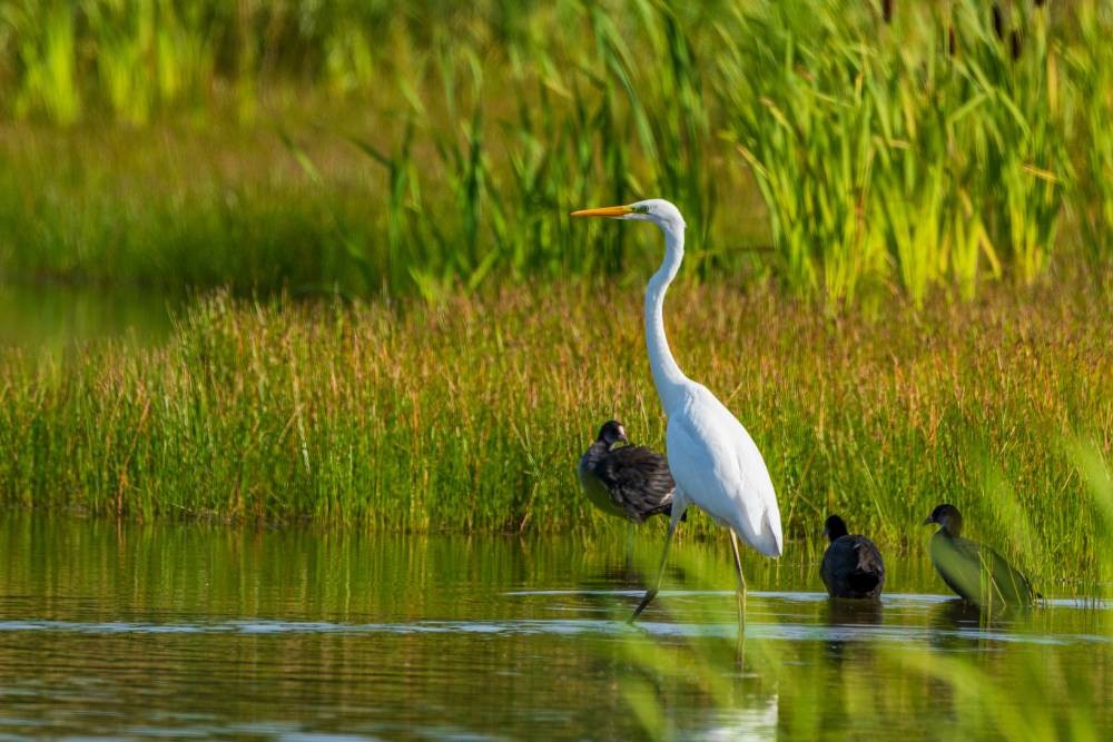 A white heron among pond reeds near Parkland, Florida (FL)